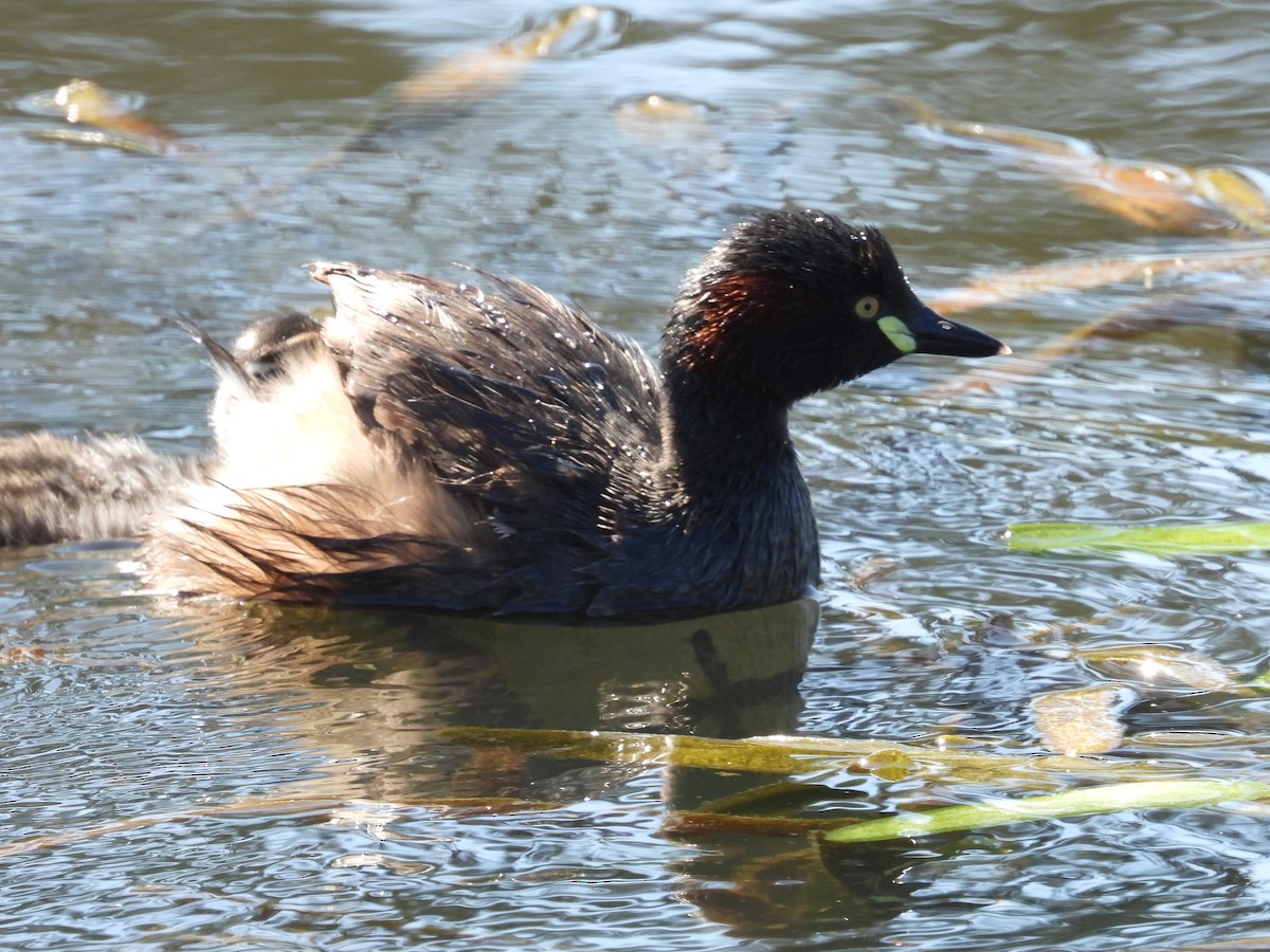 Австралийская поганка - ML646284128