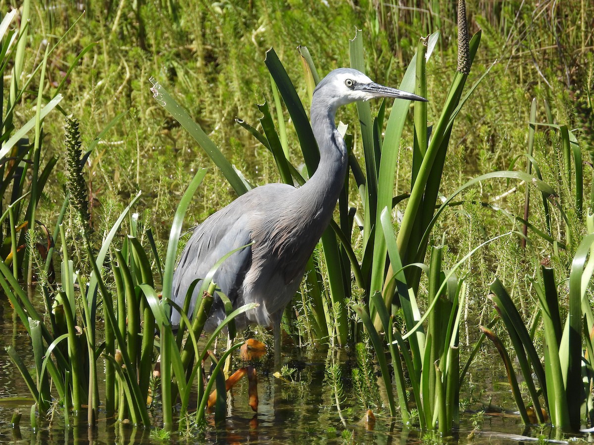 volavka bělolící - ML646284135