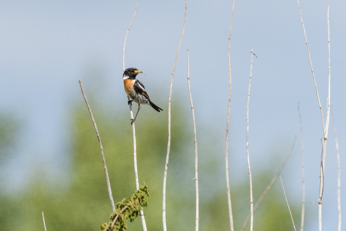 European Stonechat - ML646284136