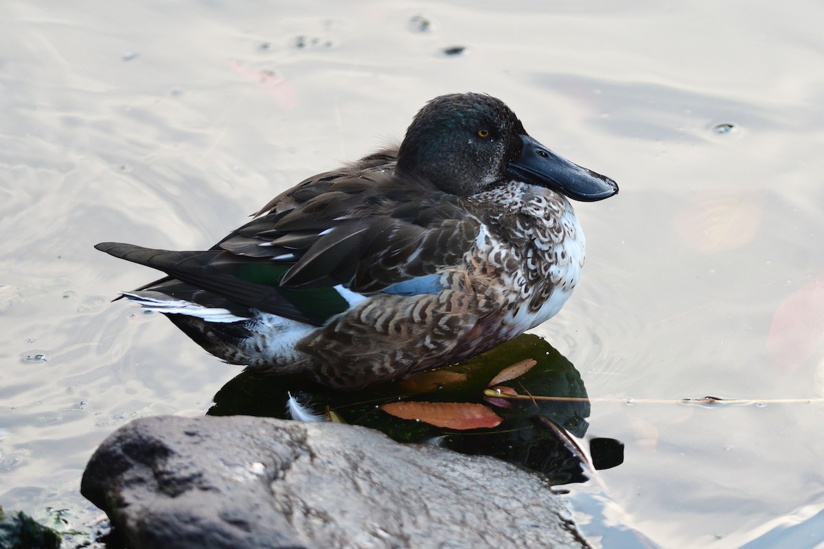 skjeand - ML646284138