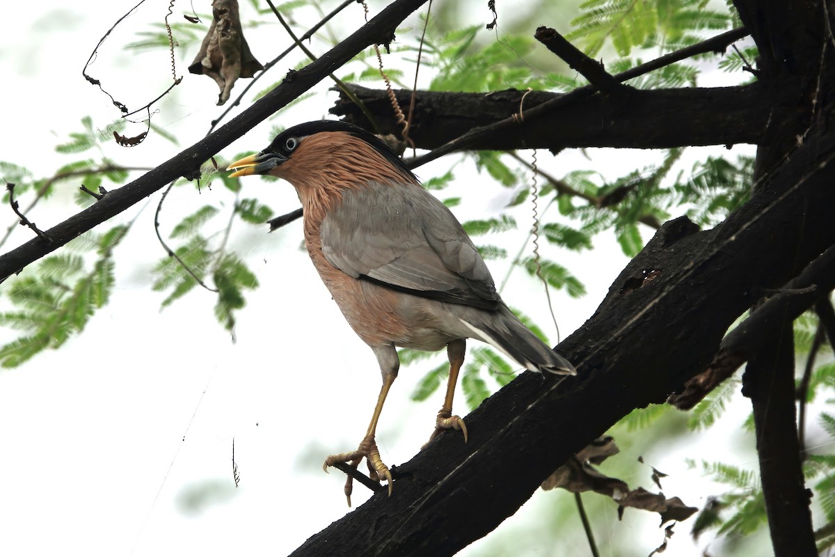 Brahminy Starling - ML646284139