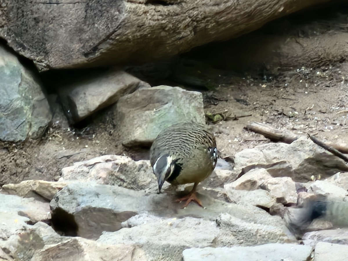 Bar-backed Partridge - ML646284169