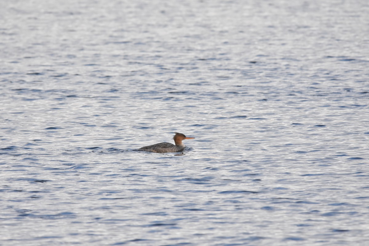 ウミアイサ - ML646284177