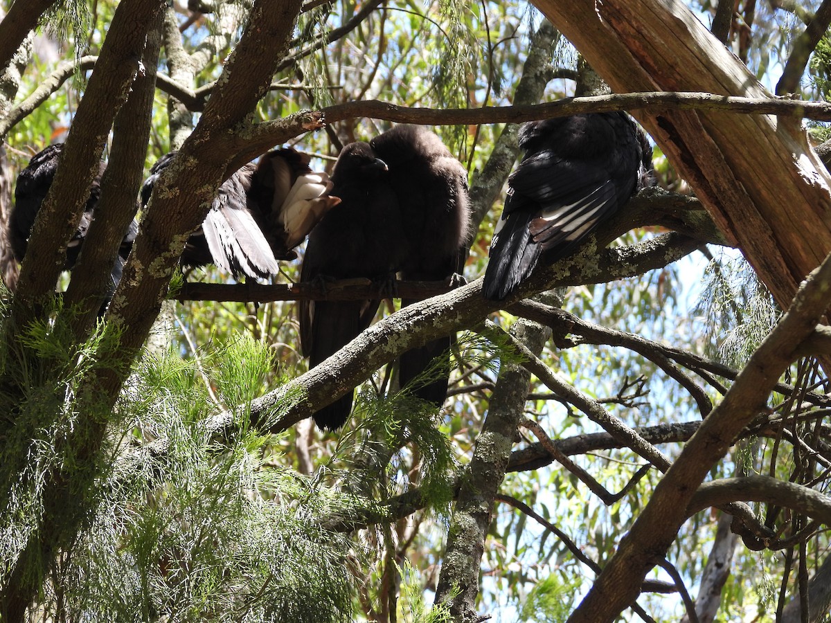 Ak Kanatlı Karga - ML646284178