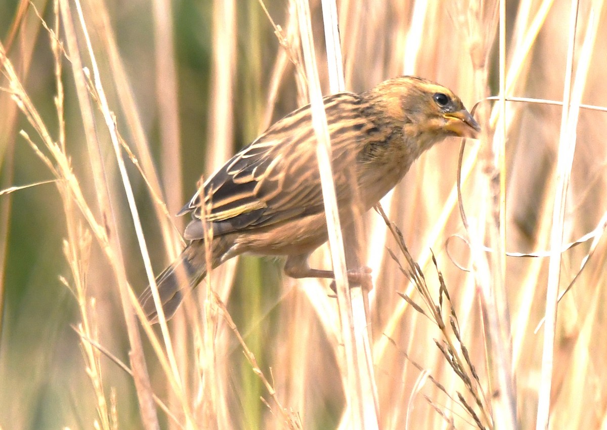 キムネコウヨウジャク - ML646284179