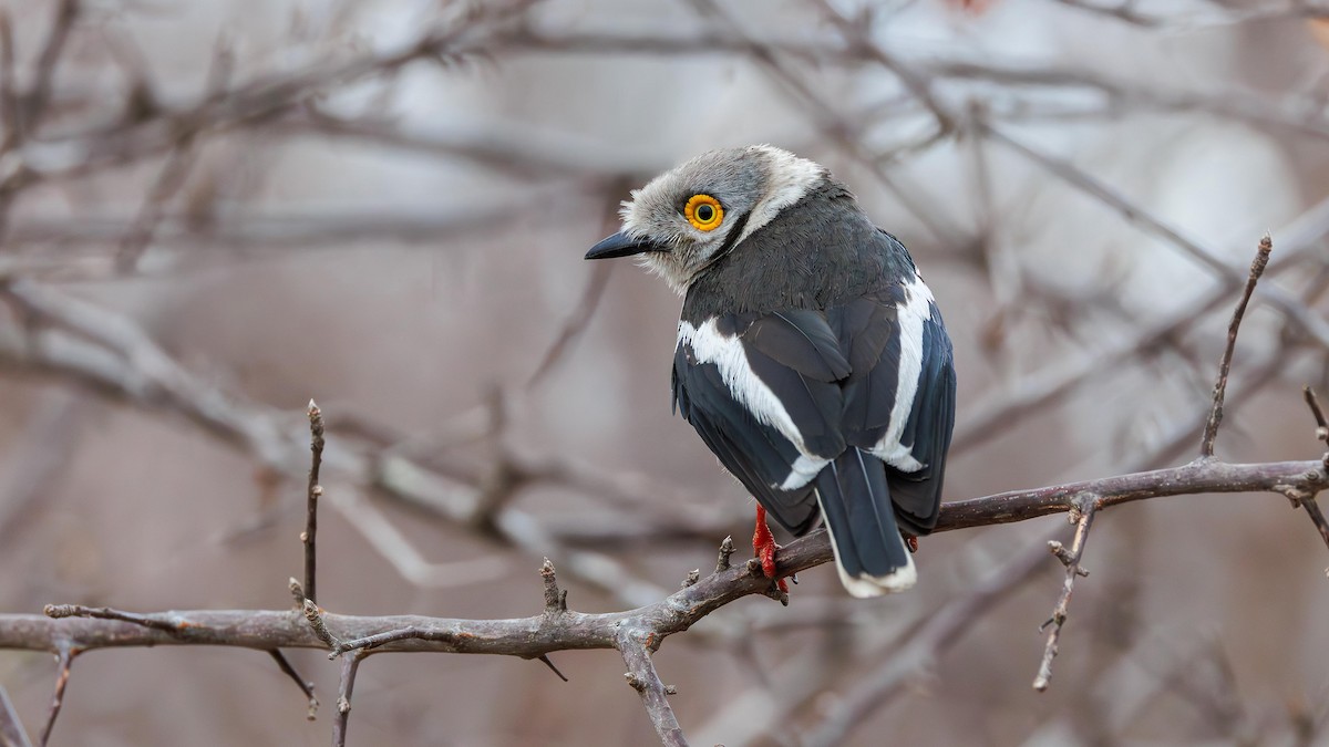 エボシメガネモズ - ML646284180