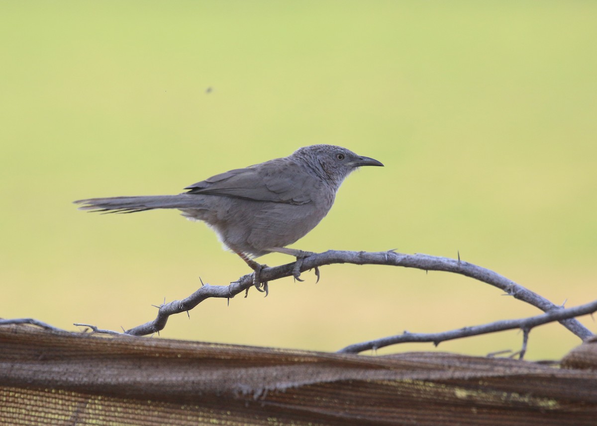 アラビアヤブチメドリ - ML646284181