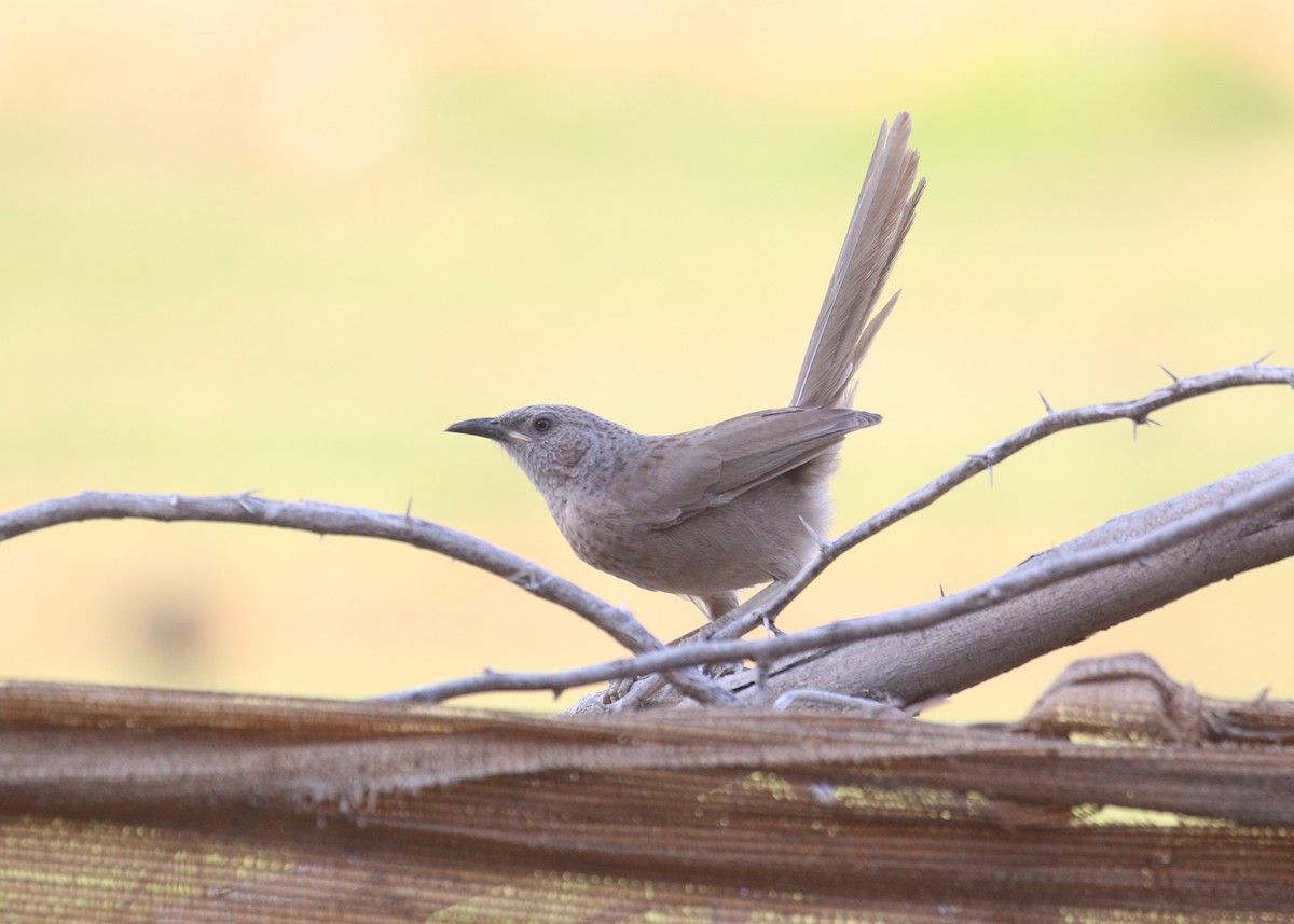 アラビアヤブチメドリ - ML646284182