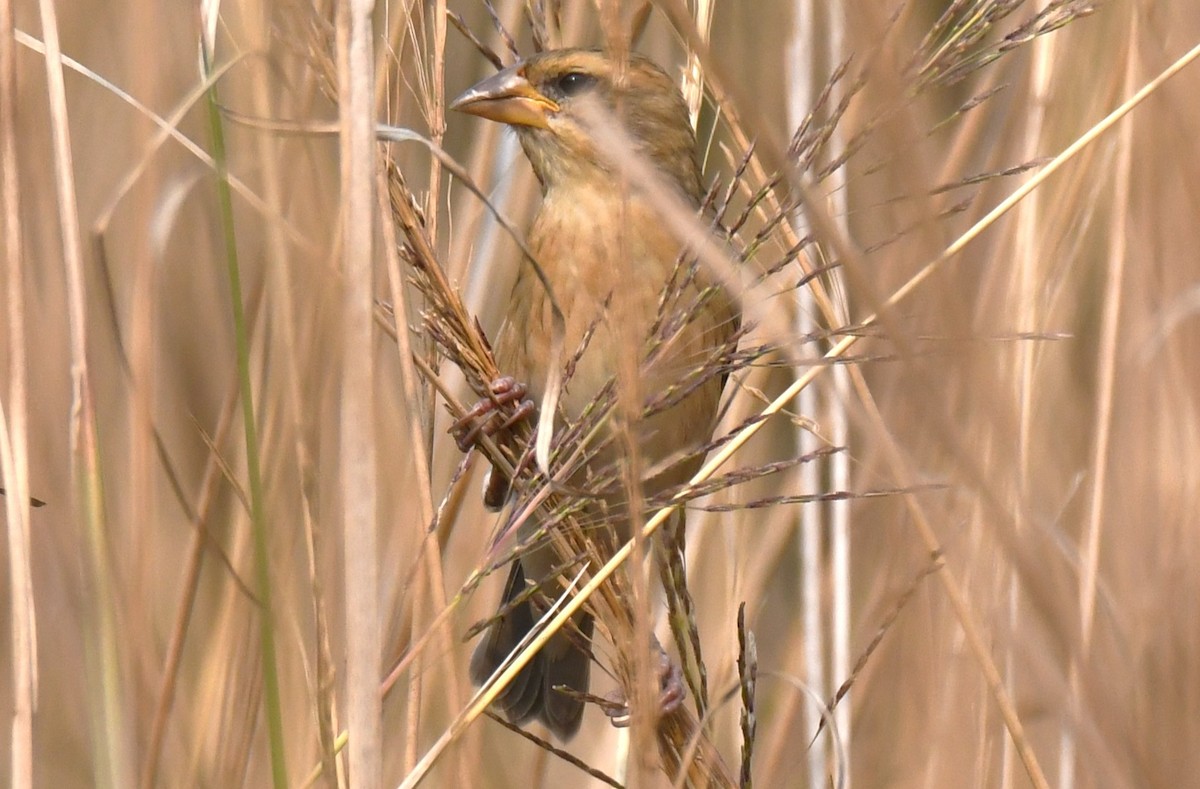 キムネコウヨウジャク - ML646284183