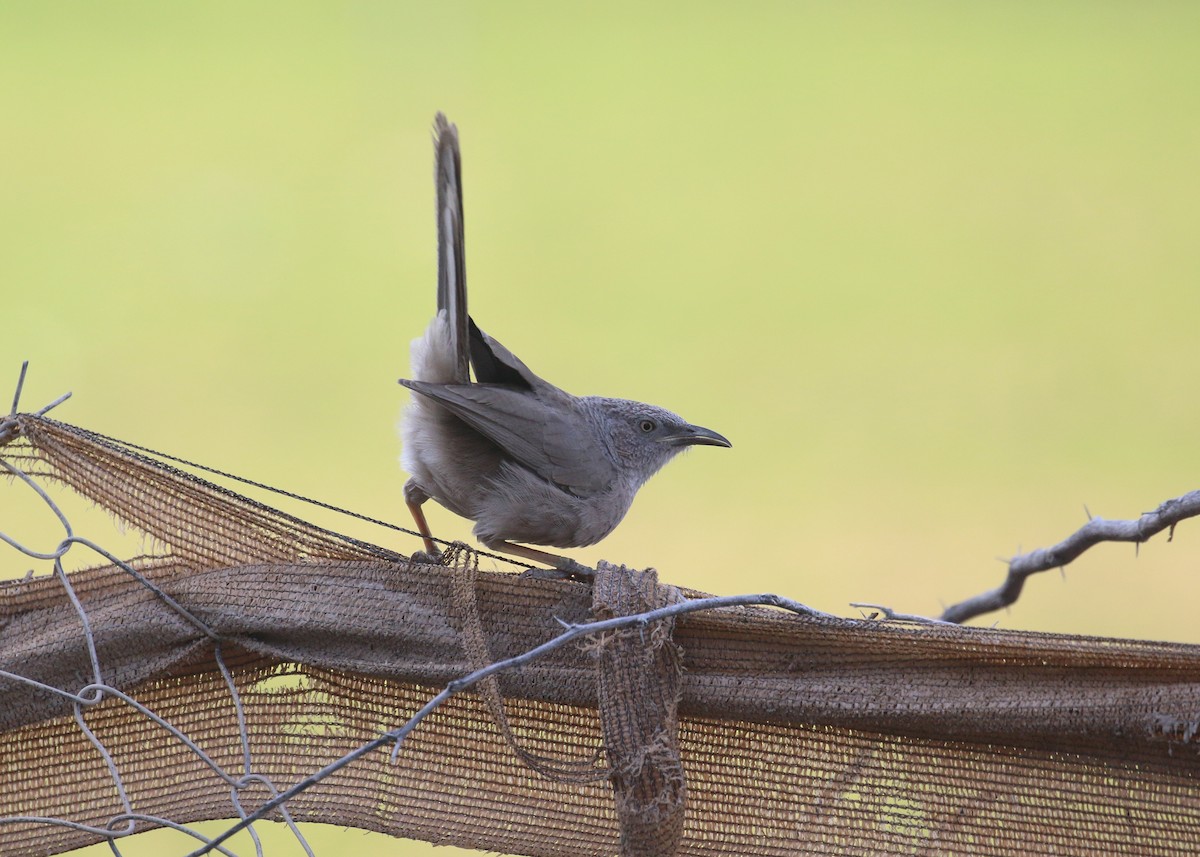 アラビアヤブチメドリ - ML646284184