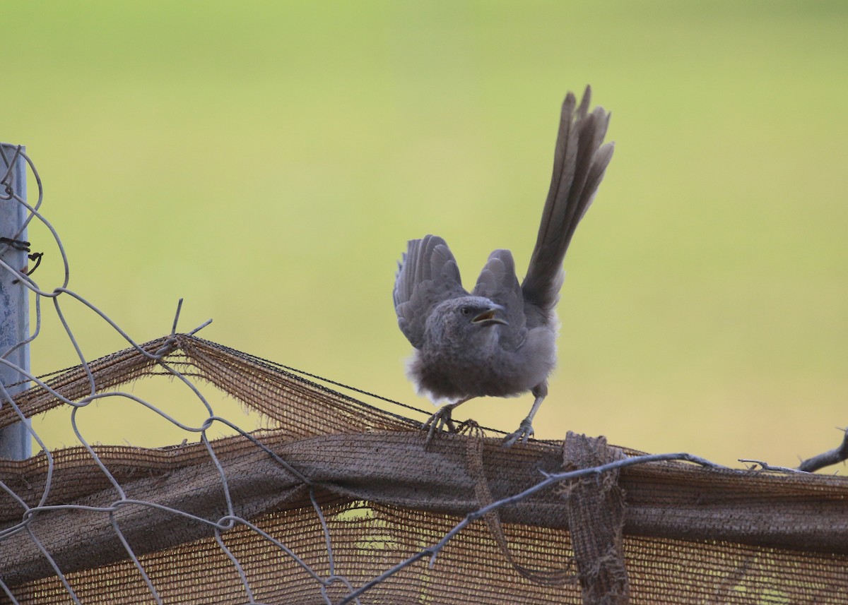 アラビアヤブチメドリ - ML646284185