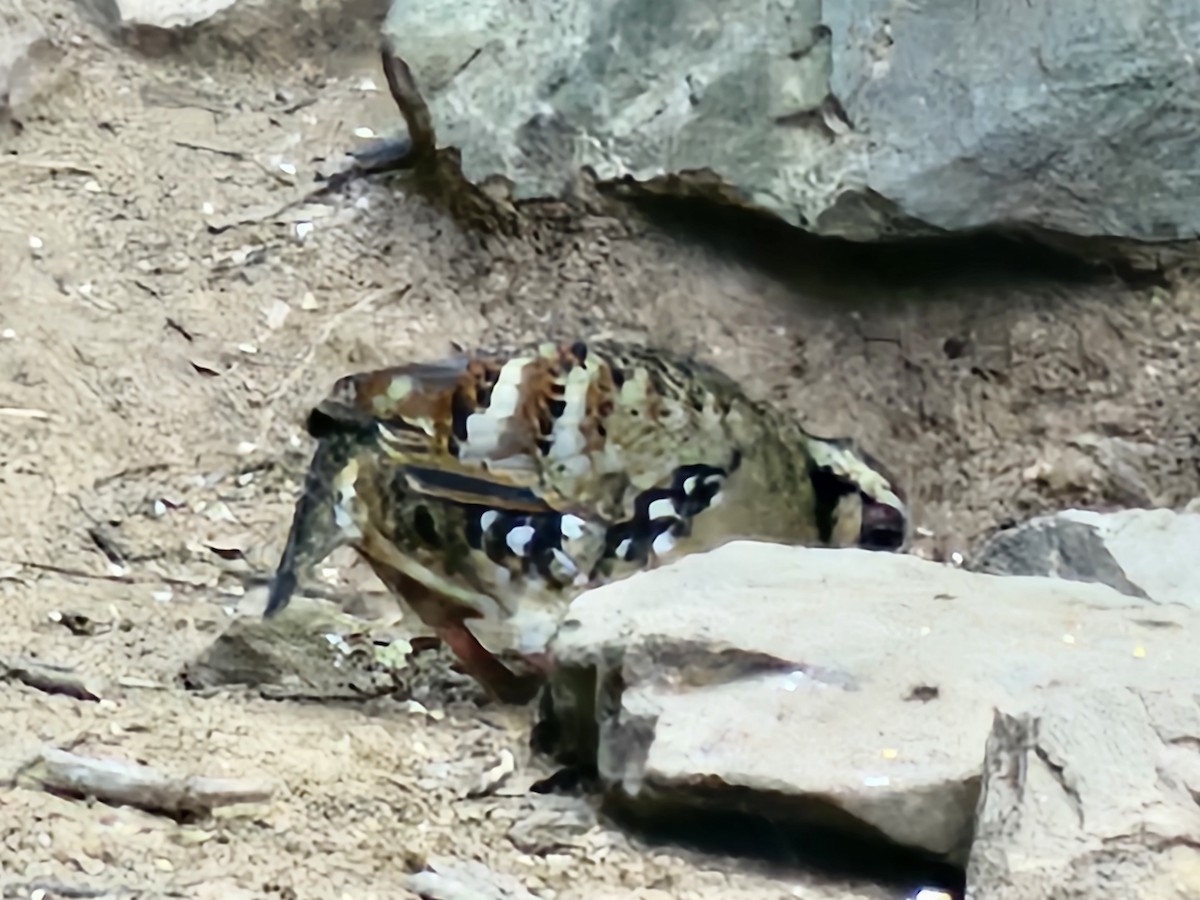 チャムネミヤマテッケイ - ML646284186