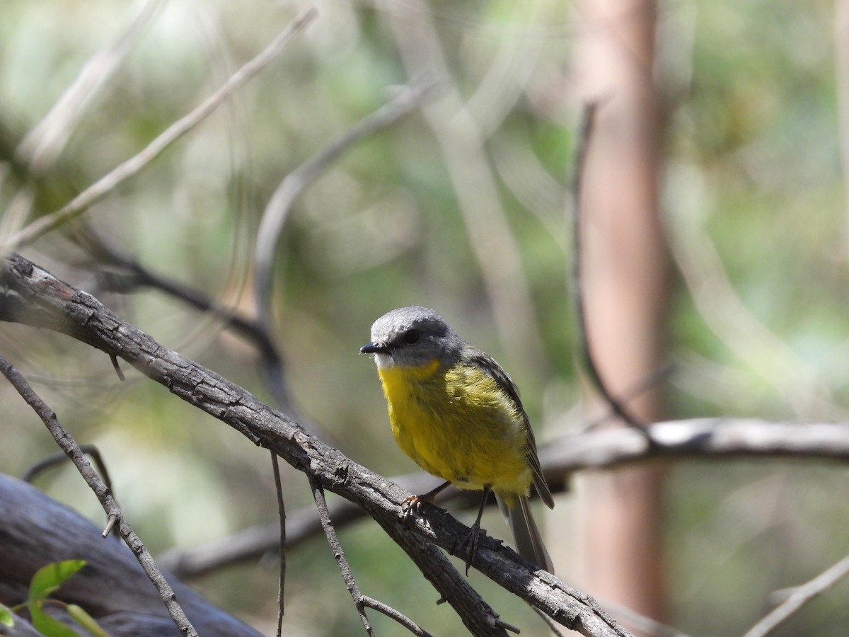 ヒガシキバラヒタキ - ML646284187