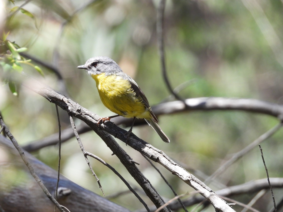 ヒガシキバラヒタキ - ML646284188