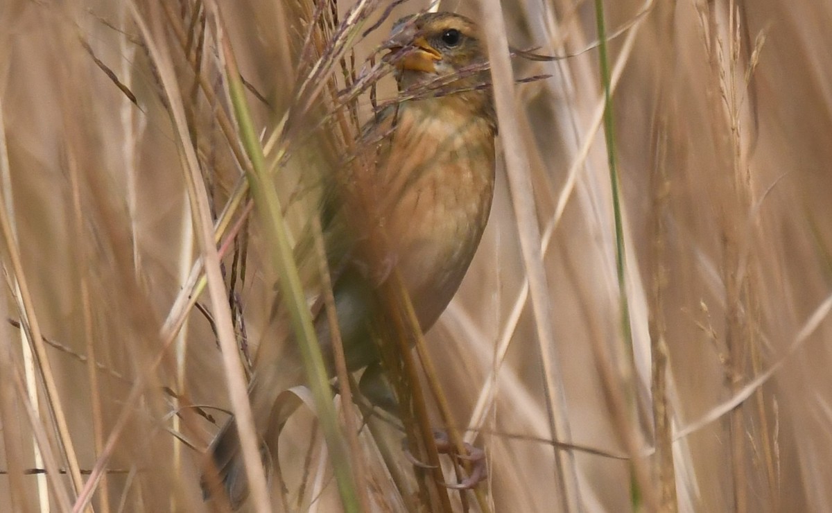 キムネコウヨウジャク - ML646284189