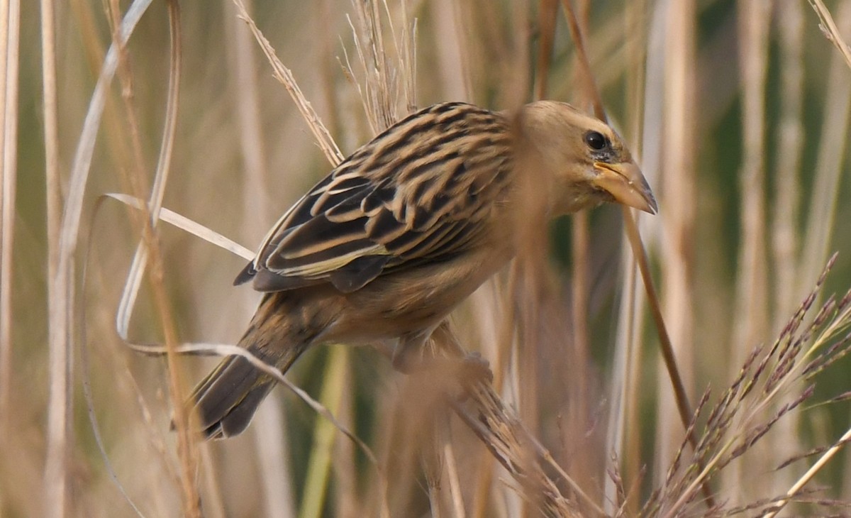 キムネコウヨウジャク - ML646284190