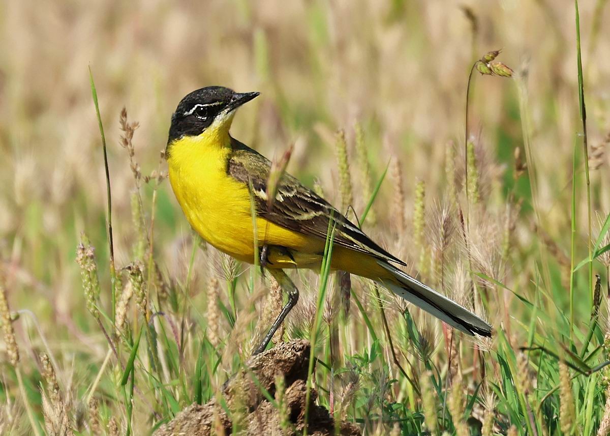 ニシツメナガセキレイ（feldegg） - ML646284191