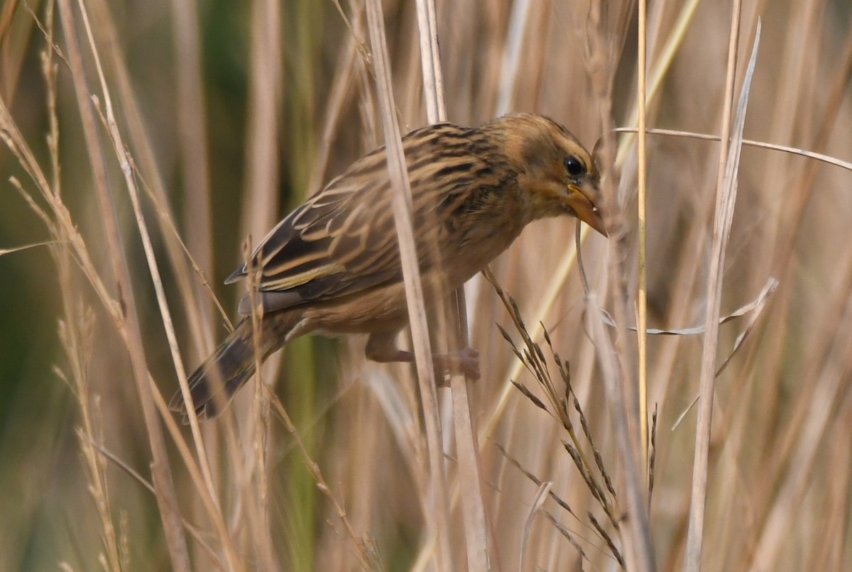 キムネコウヨウジャク - ML646284192