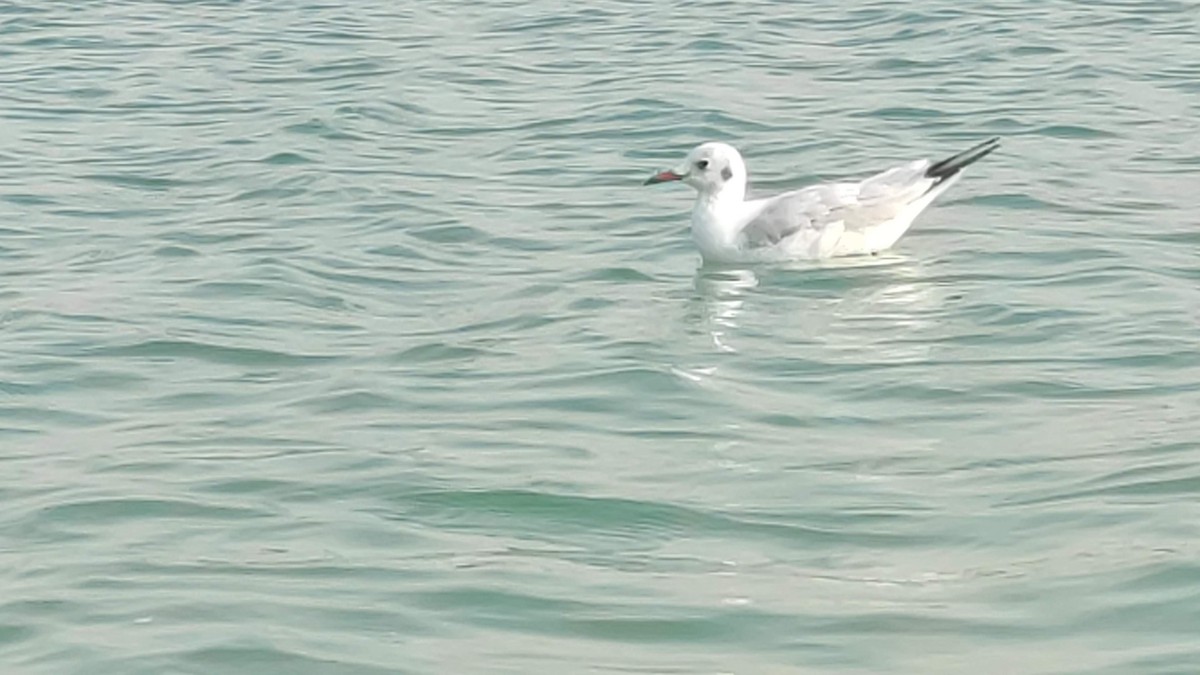 ユリカモメ - ML646284193