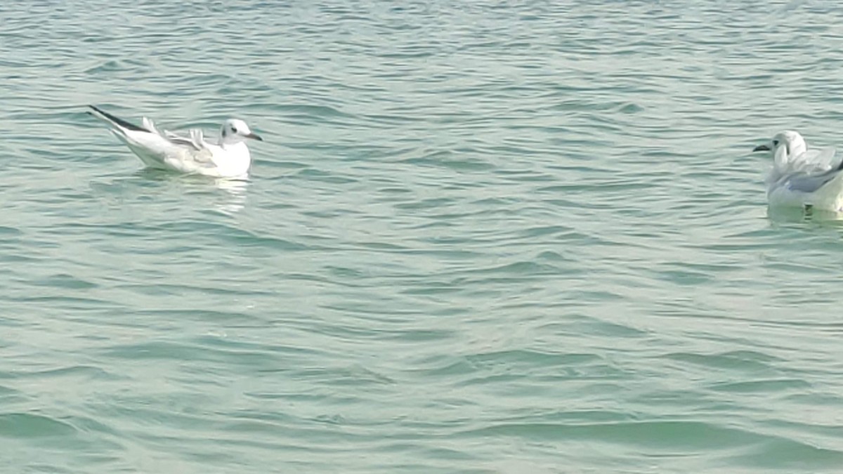 ユリカモメ - ML646284194