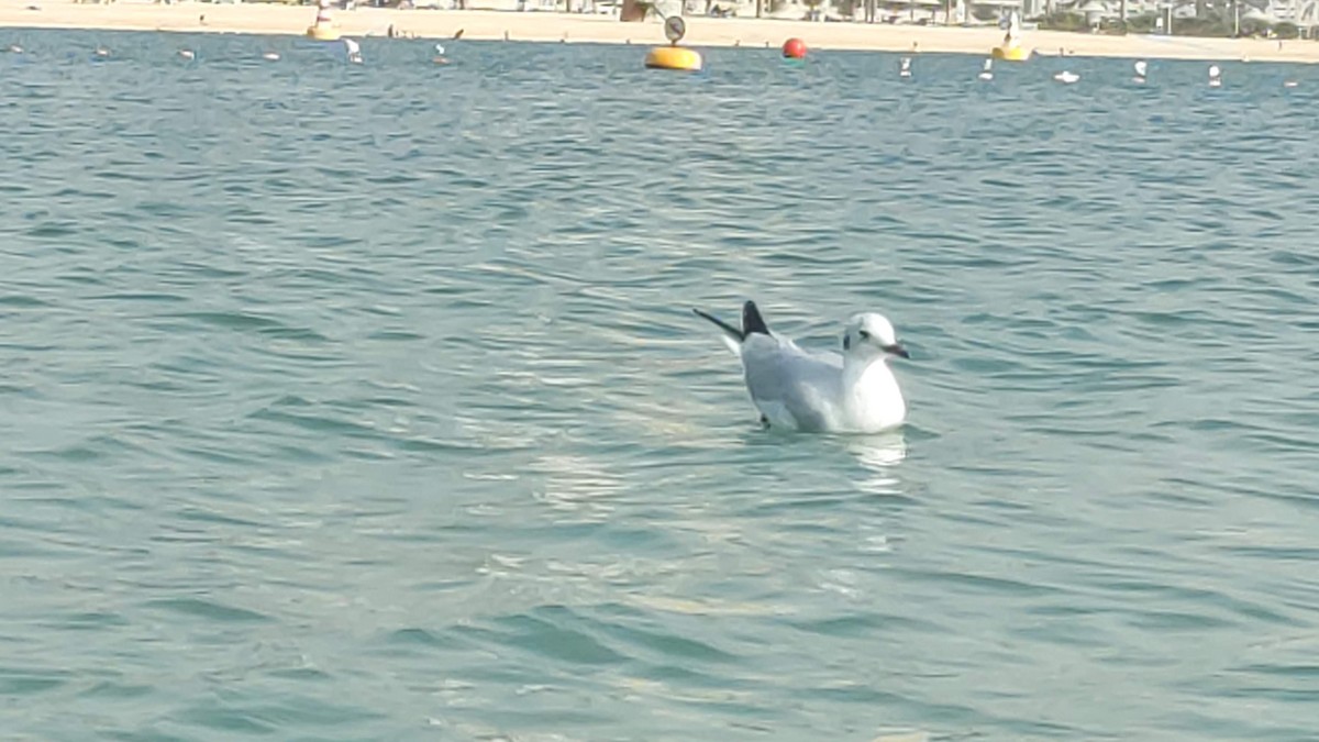 ユリカモメ - ML646284195