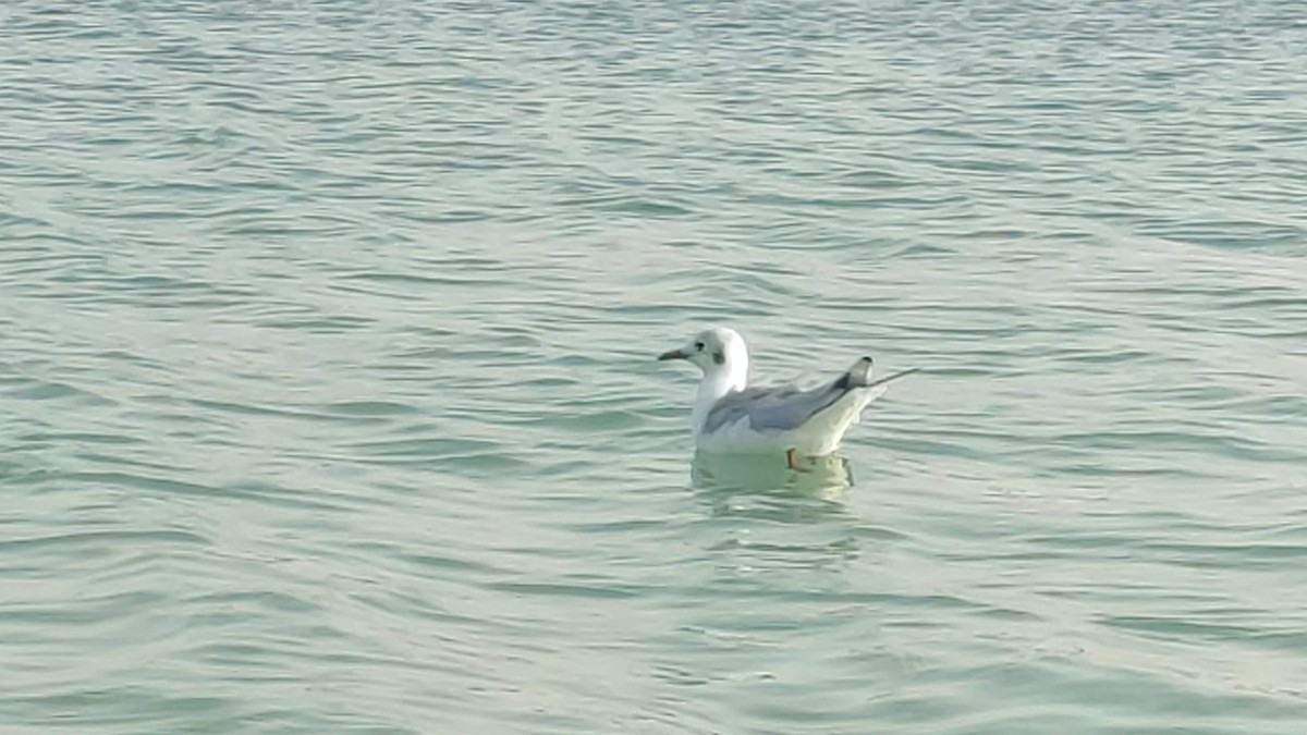 ユリカモメ - ML646284196