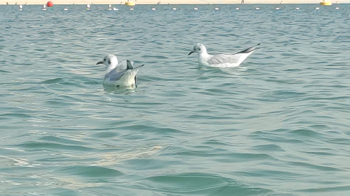 ユリカモメ - ML646284197