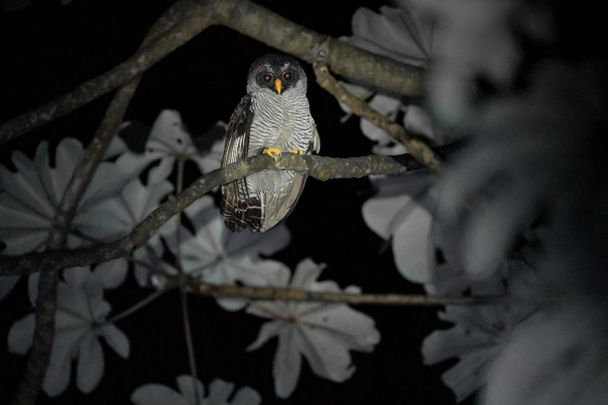 シロクロヒナフクロウ - ML646284198