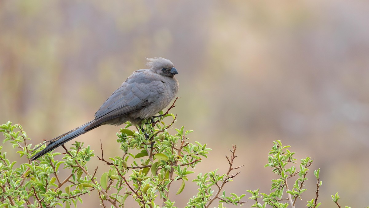 ムジハイイロエボシドリ - ML646284199