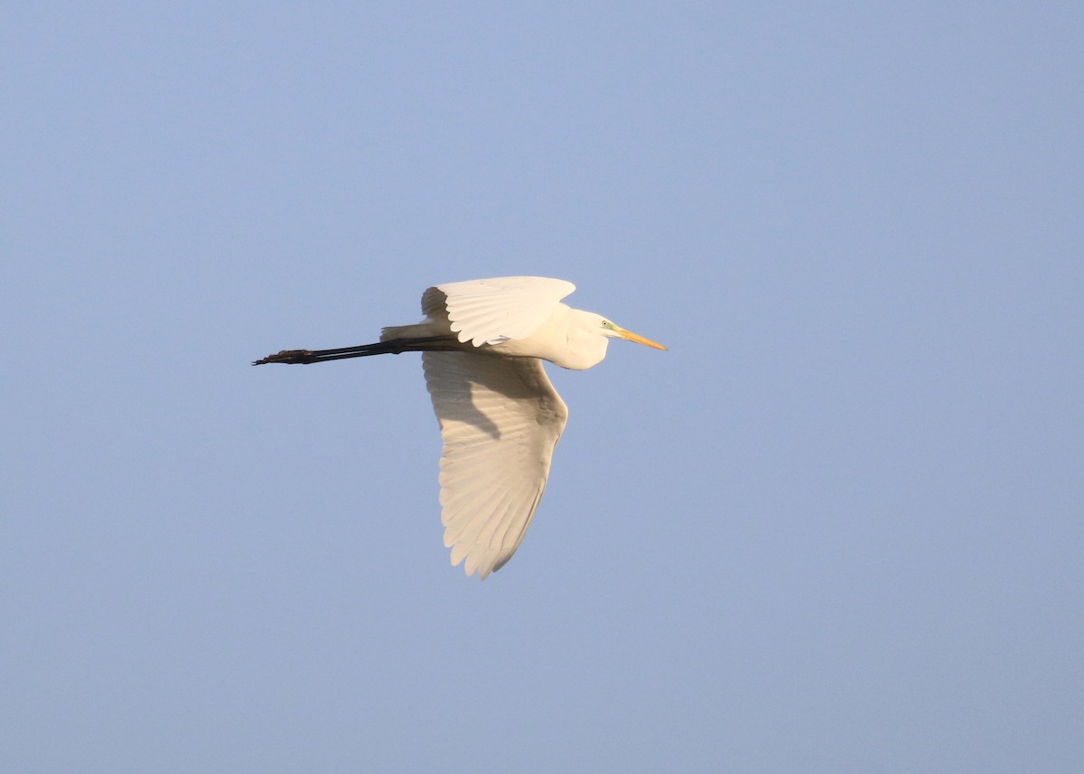 ダイサギ - ML646284200