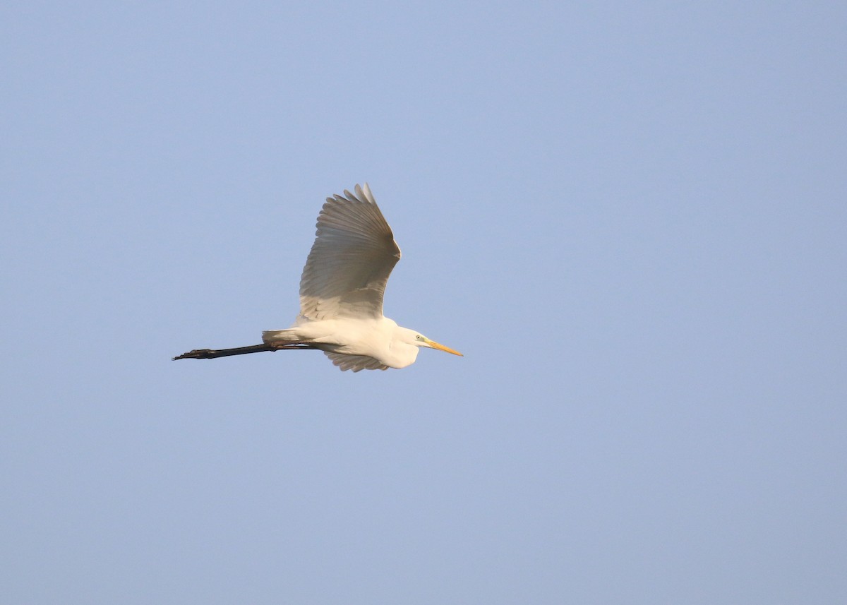 ダイサギ - ML646284201