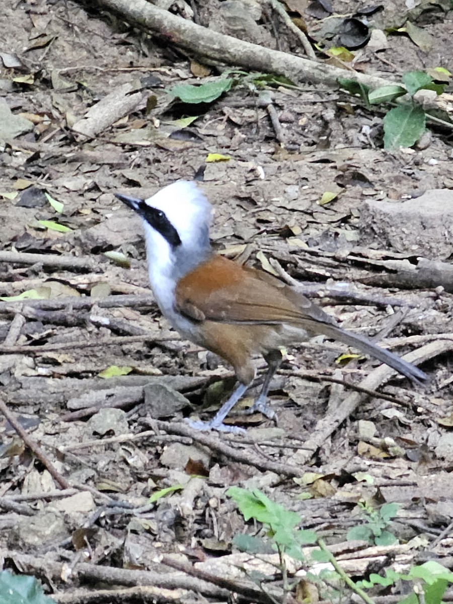 White-crested Laughingthrush - ML646284203