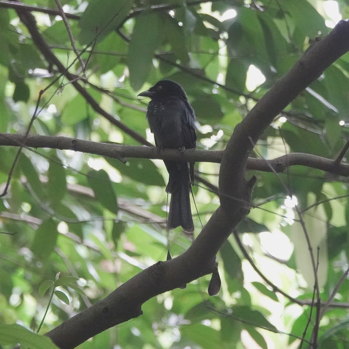 カザリオウチュウ - ML646284204