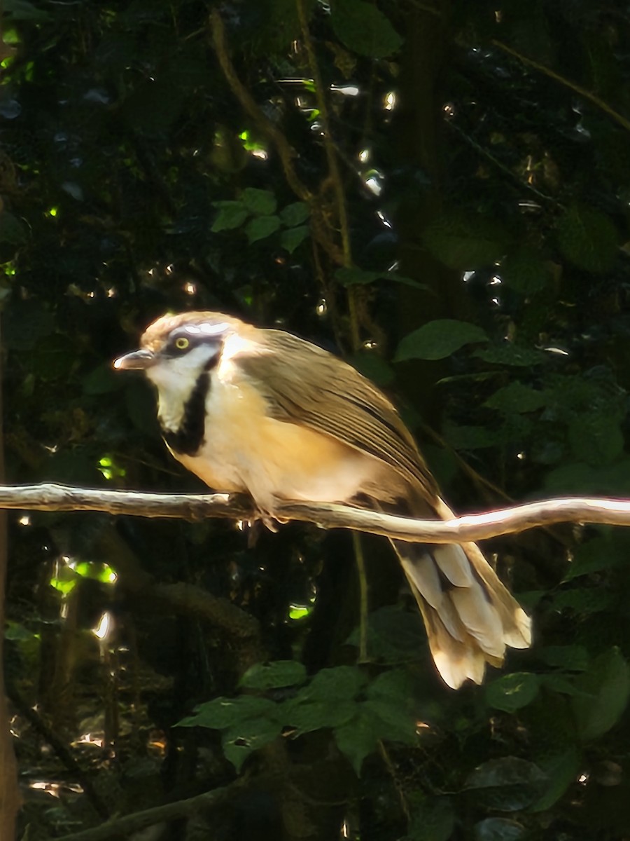 Lesser Necklaced Laughingthrush - ML646284205