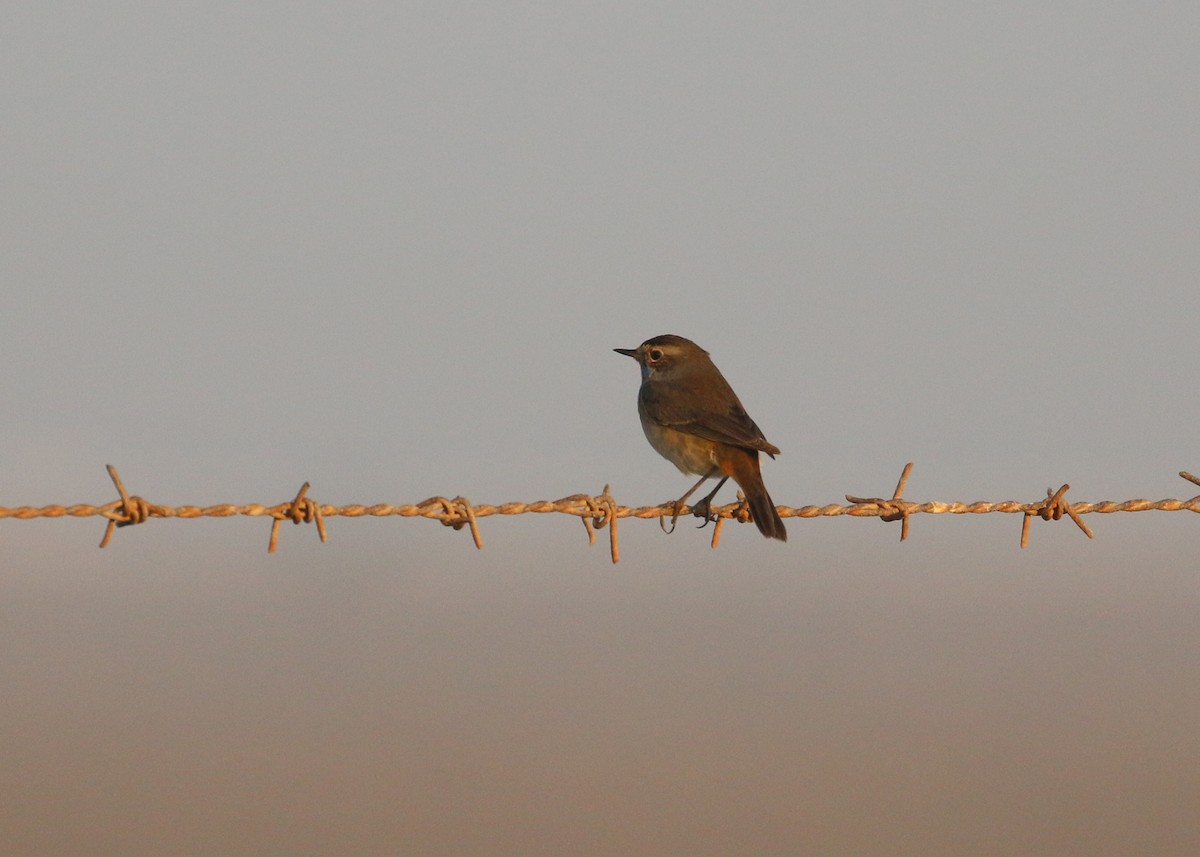 オガワコマドリ - ML646284206