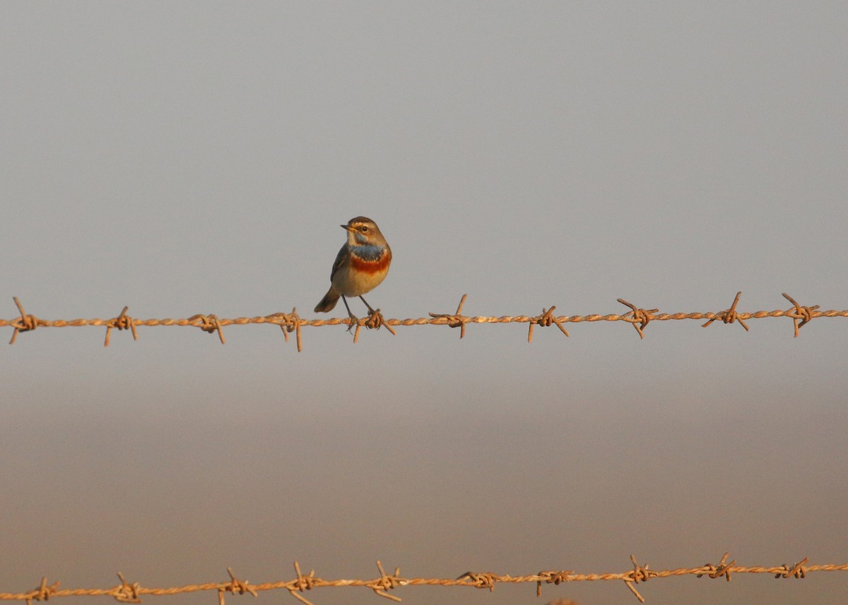 オガワコマドリ - ML646284207