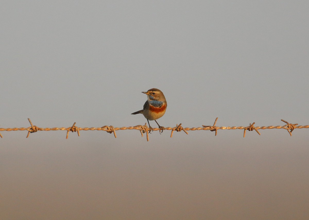 オガワコマドリ - ML646284208