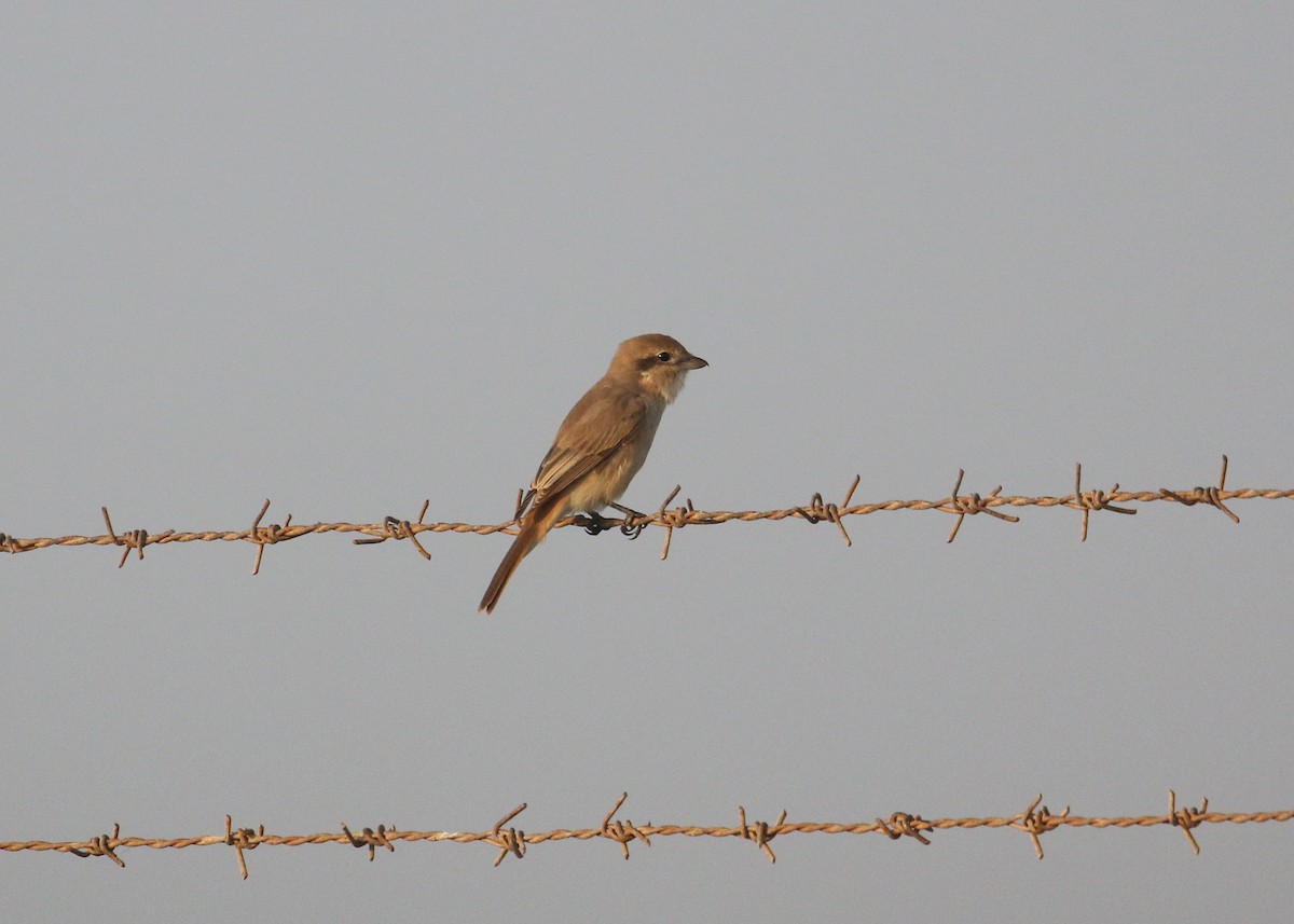 モウコアカモズ（isabellinus） - ML646284209