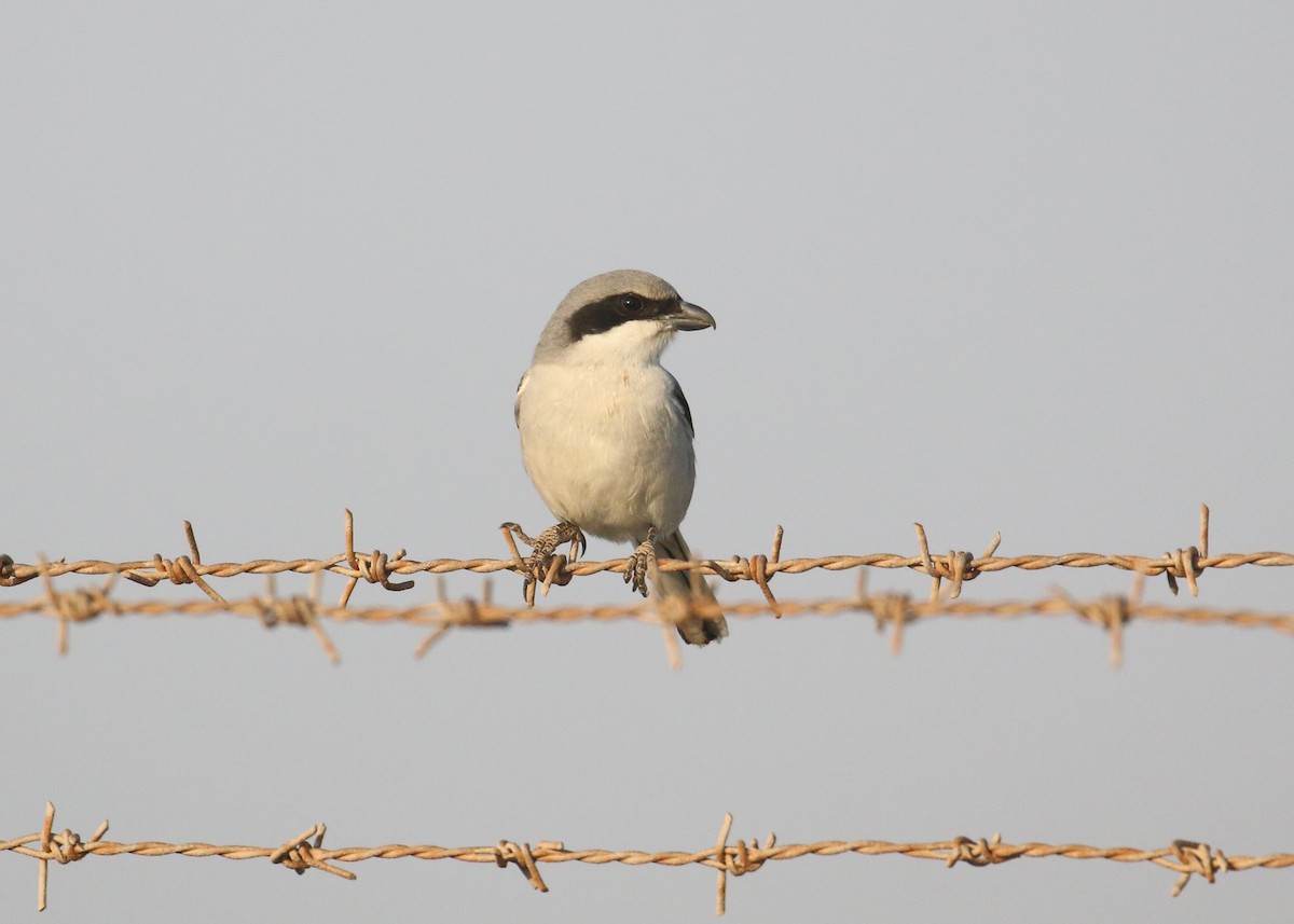Great Gray Shrike (Arabian) - ML646284210