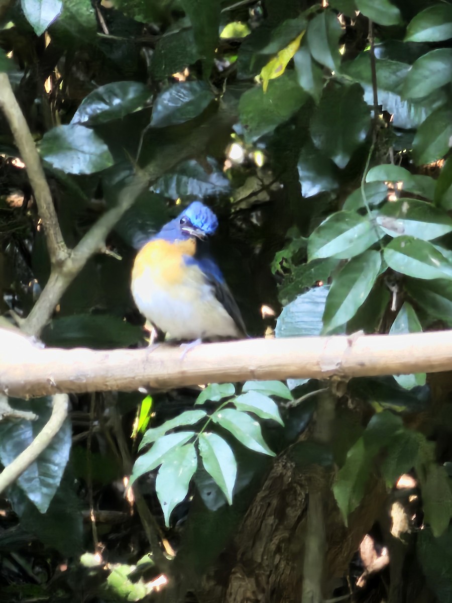 Hainan Blue Flycatcher - ML646284216
