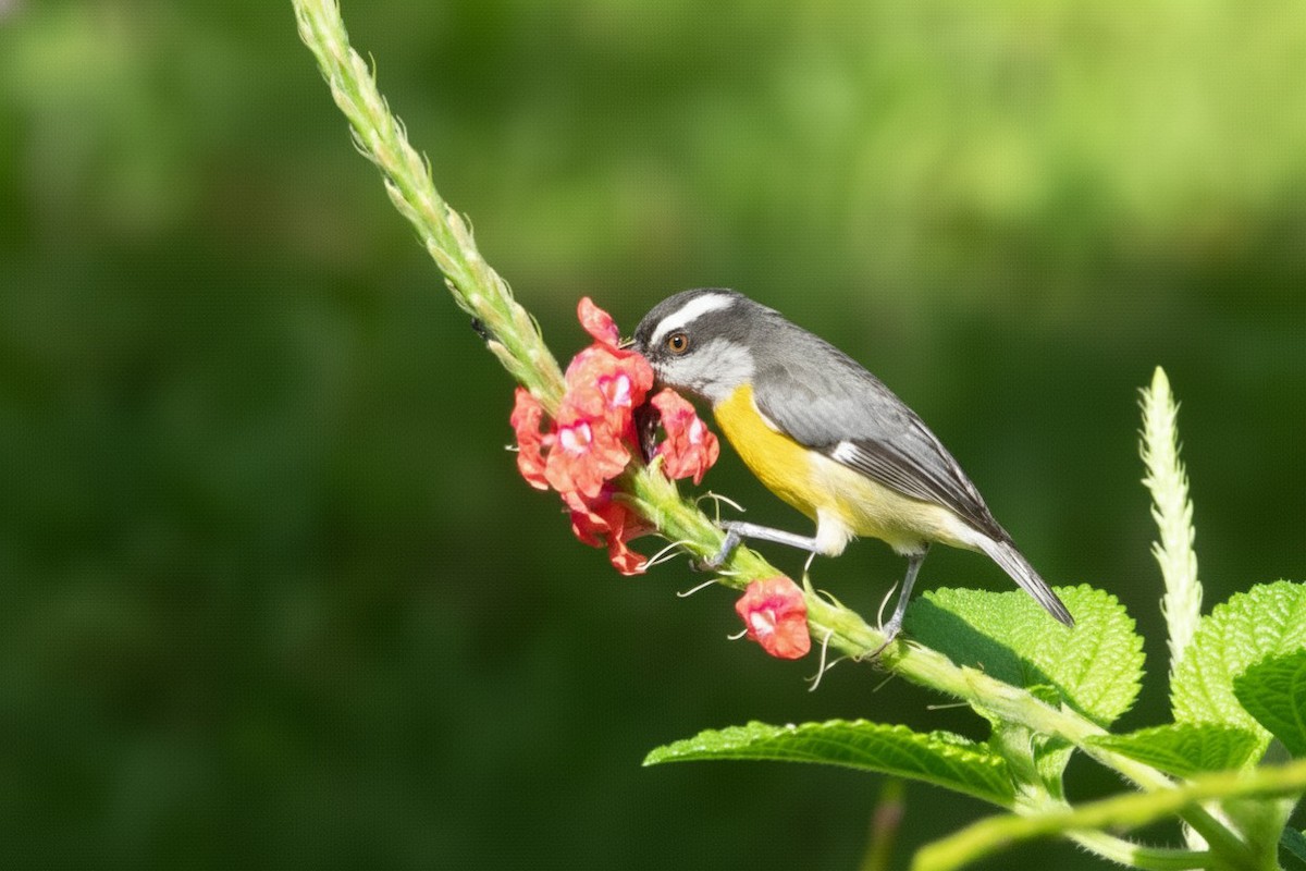 Bananaquit - ML646284217