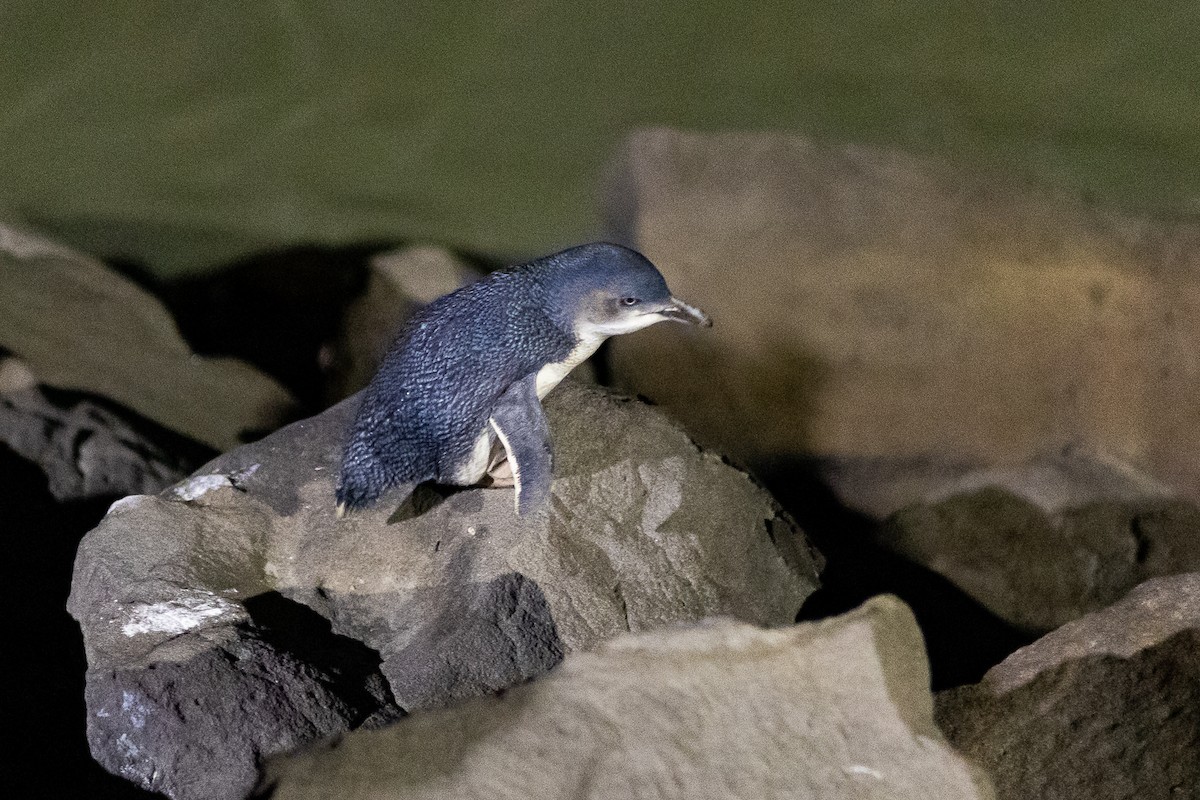 Little Penguin - ML646284218