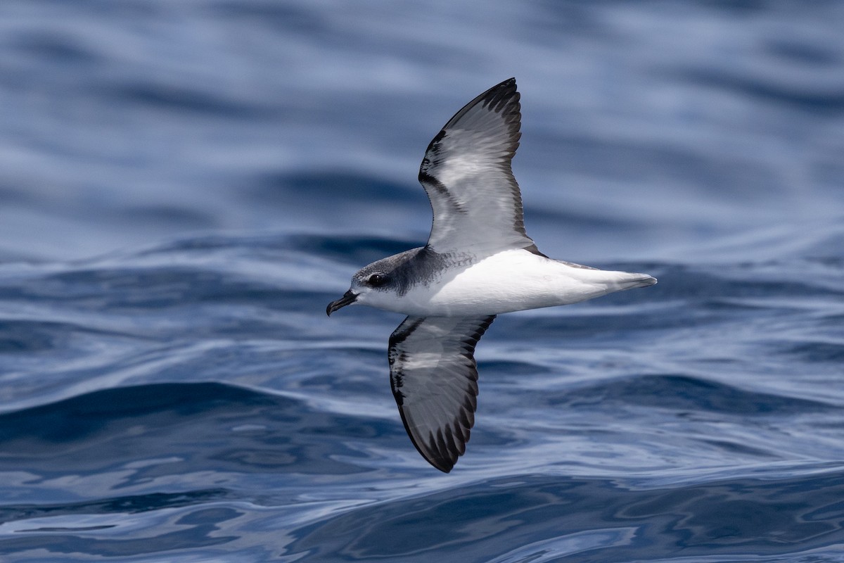 Cook's Petrel - ML646284220