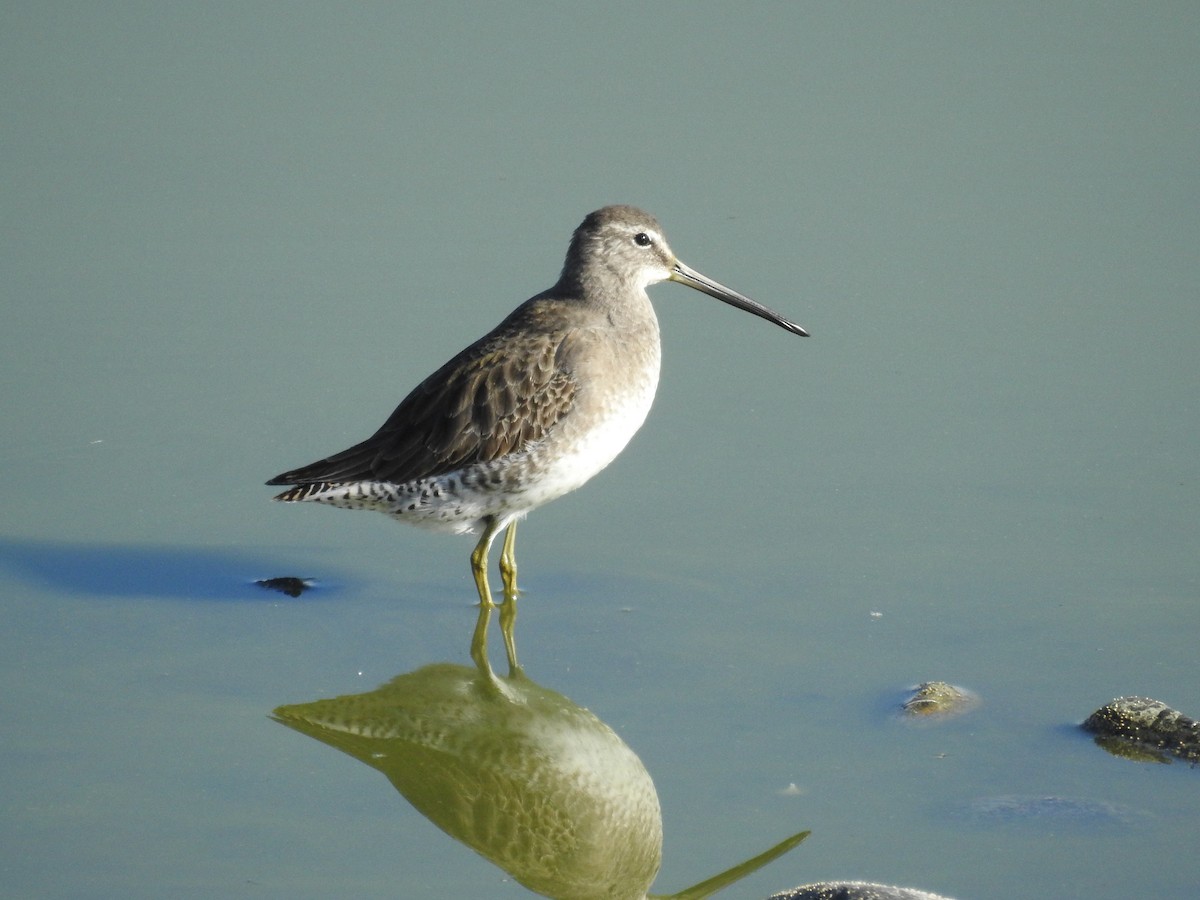 Long-billed Dowitcher - ML646284221