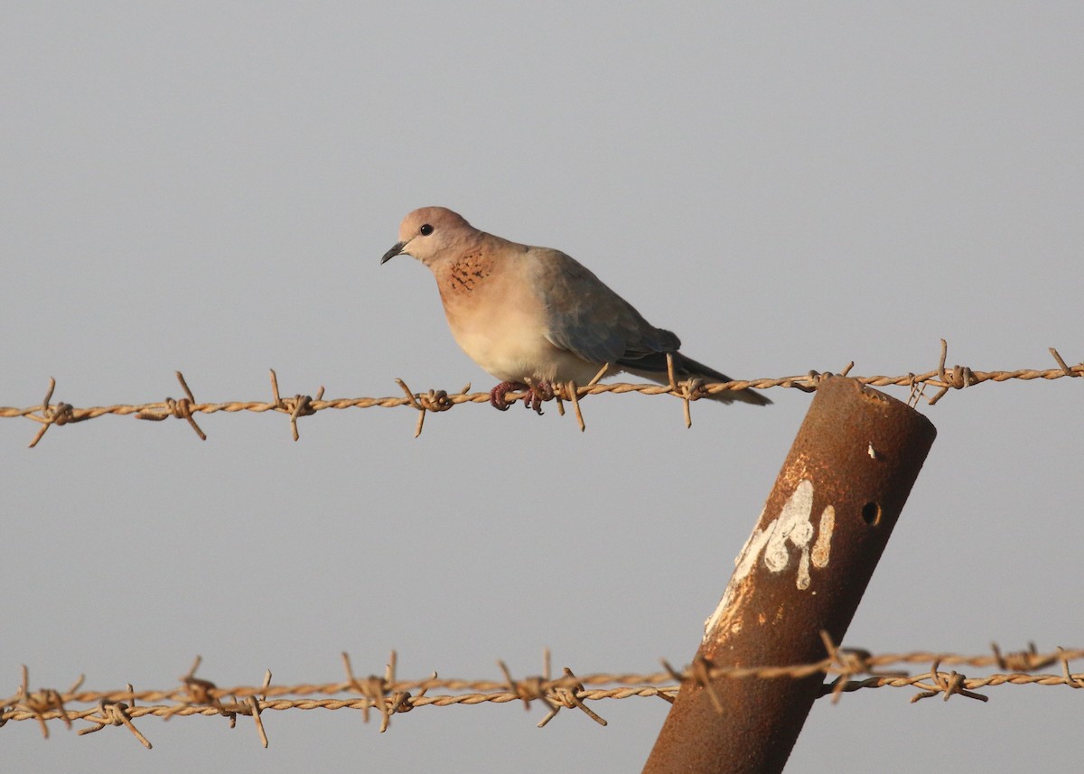 Laughing Dove - ML646284222