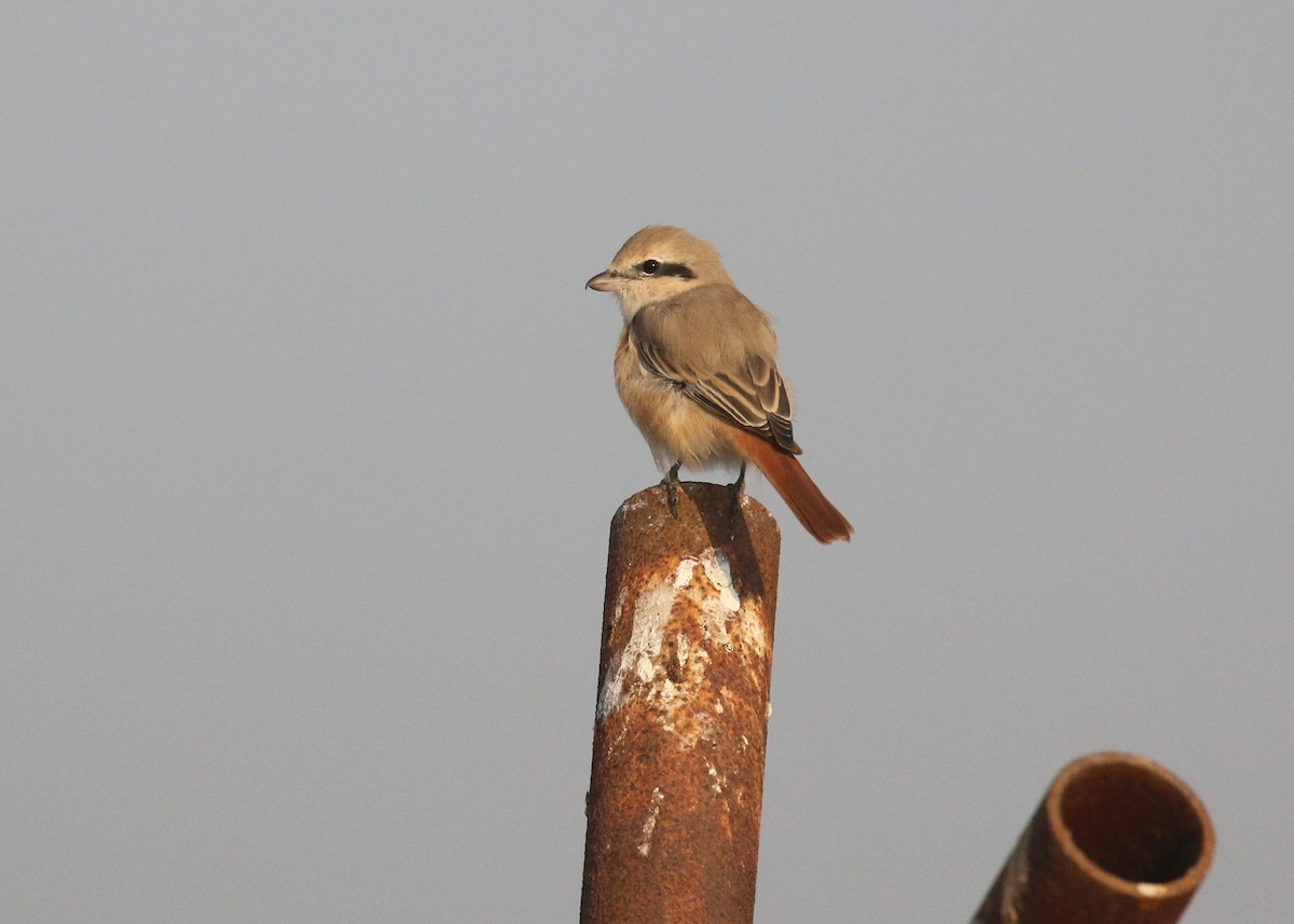 Isabelline Shrike (Daurian) - ML646284224