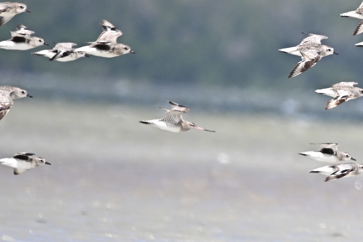 Bar-tailed Godwit - ML646284225