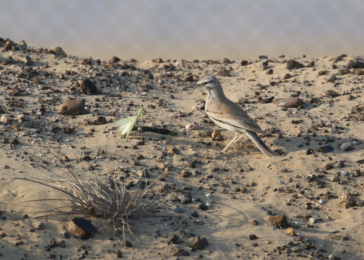 Greater Hoopoe-Lark - ML646284226