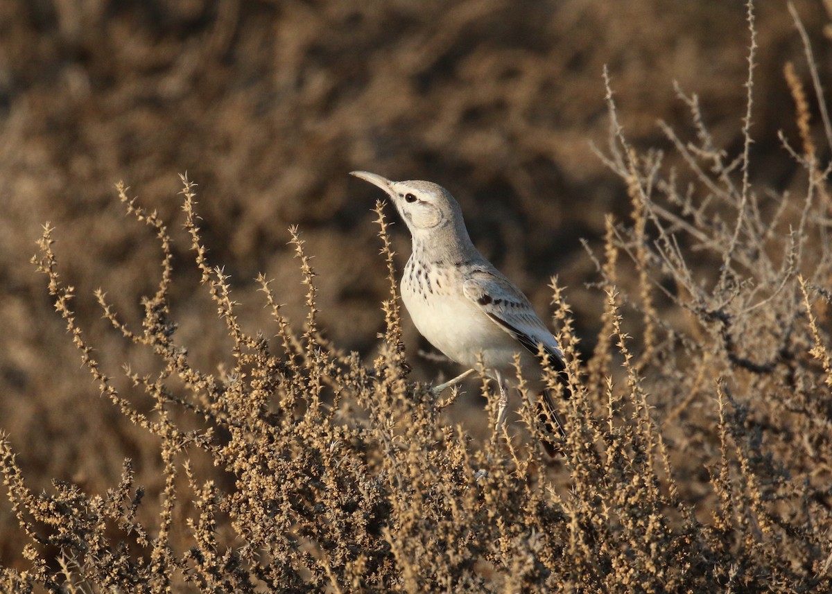 Greater Hoopoe-Lark - ML646284227