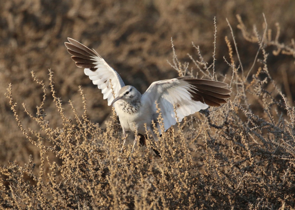 Greater Hoopoe-Lark - ML646284228